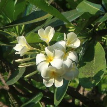 Flowers in the old botanical garden